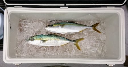 火遠理丸(ほおりまる) 釣果