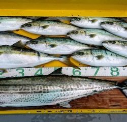 火遠理丸(ほおりまる) 釣果