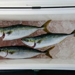 火遠理丸(ほおりまる) 釣果