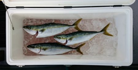 火遠理丸(ほおりまる) 釣果