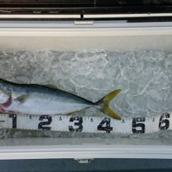 火遠理丸(ほおりまる) 釣果