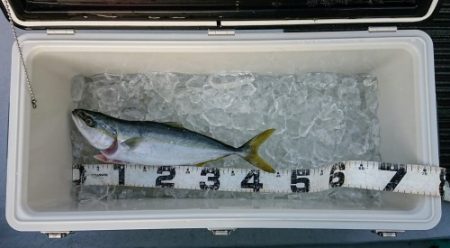 火遠理丸(ほおりまる) 釣果