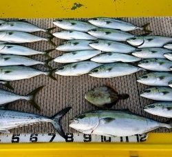 火遠理丸(ほおりまる) 釣果