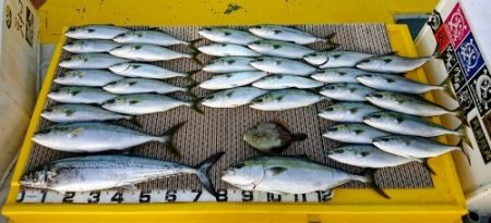 火遠理丸(ほおりまる) 釣果