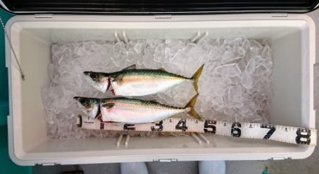 火遠理丸(ほおりまる) 釣果