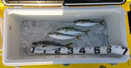 火遠理丸(ほおりまる) 釣果