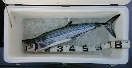 火遠理丸(ほおりまる) 釣果
