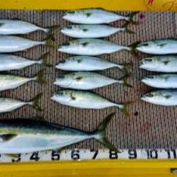 火遠理丸(ほおりまる) 釣果