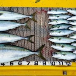 火遠理丸(ほおりまる) 釣果