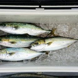 火遠理丸(ほおりまる) 釣果