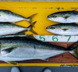 火遠理丸(ほおりまる) 釣果