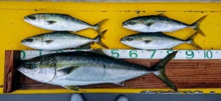 火遠理丸(ほおりまる) 釣果