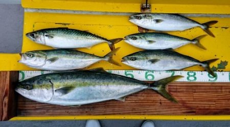 火遠理丸(ほおりまる) 釣果