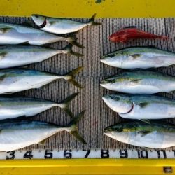 火遠理丸（ほおりまる） 釣果