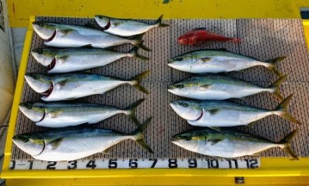 火遠理丸（ほおりまる） 釣果