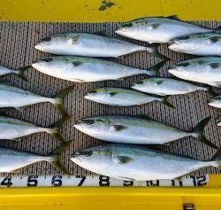 火遠理丸（ほおりまる） 釣果