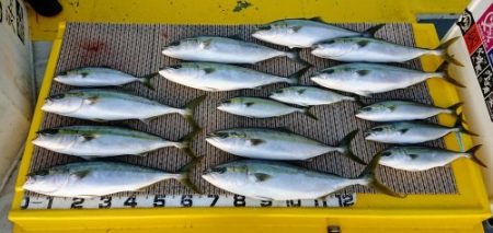 火遠理丸（ほおりまる） 釣果