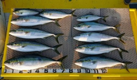 火遠理丸（ほおりまる） 釣果