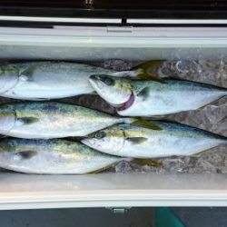 火遠理丸(ほおりまる) 釣果