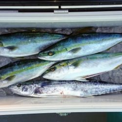 火遠理丸(ほおりまる) 釣果