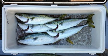 火遠理丸(ほおりまる) 釣果