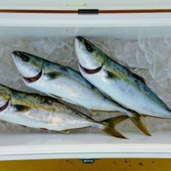 火遠理丸(ほおりまる) 釣果