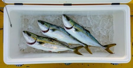 火遠理丸(ほおりまる) 釣果