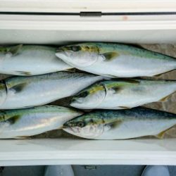 火遠理丸(ほおりまる) 釣果