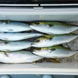 火遠理丸(ほおりまる) 釣果