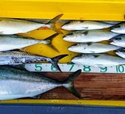 火遠理丸(ほおりまる) 釣果