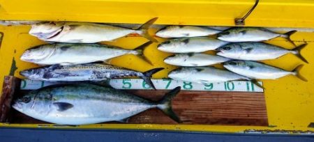 火遠理丸（ほおりまる） 釣果