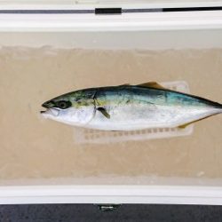 火遠理丸(ほおりまる) 釣果