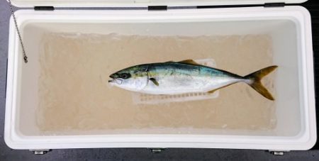 火遠理丸(ほおりまる) 釣果