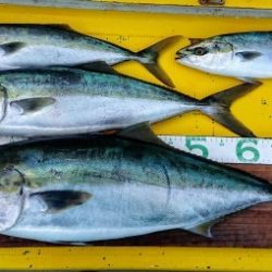 火遠理丸(ほおりまる) 釣果