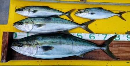 火遠理丸（ほおりまる） 釣果