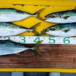 火遠理丸(ほおりまる) 釣果