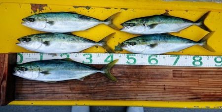 火遠理丸(ほおりまる) 釣果