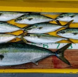 火遠理丸(ほおりまる) 釣果