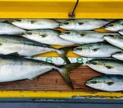 火遠理丸(ほおりまる) 釣果