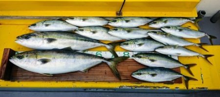 火遠理丸(ほおりまる) 釣果