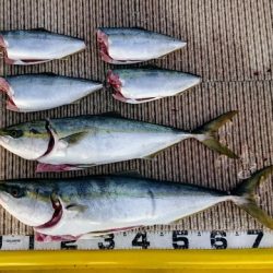 火遠理丸(ほおりまる) 釣果