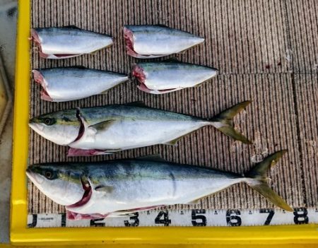 火遠理丸(ほおりまる) 釣果