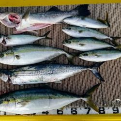 火遠理丸(ほおりまる) 釣果