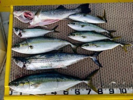 火遠理丸(ほおりまる) 釣果