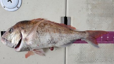 遊漁船　ニライカナイ 釣果