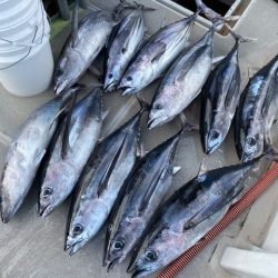 へいみつ丸 釣果