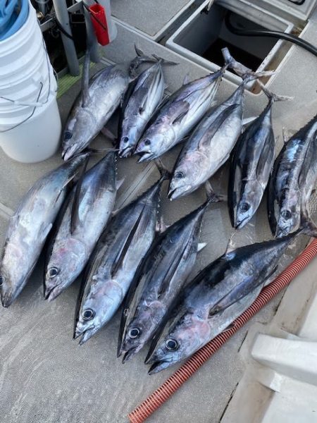 へいみつ丸 釣果