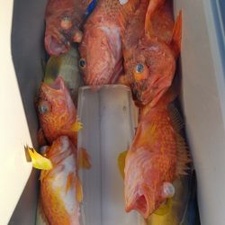 遊漁船 新鋭丸 釣果