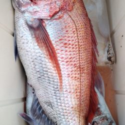 遊漁船 新鋭丸 釣果