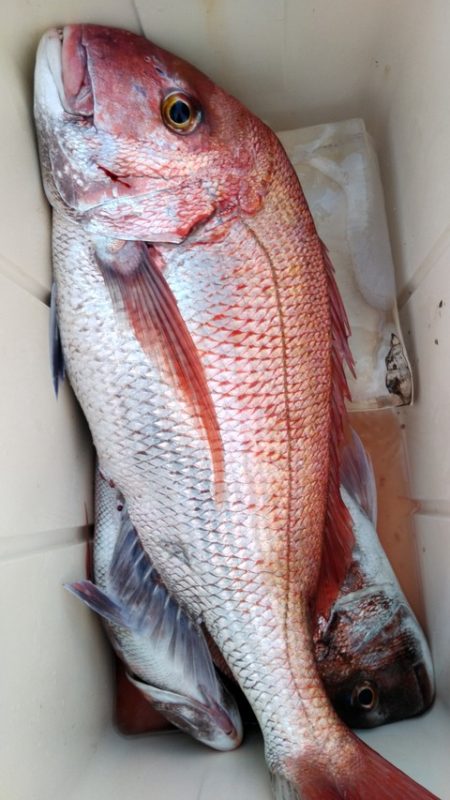 遊漁船 新鋭丸 釣果